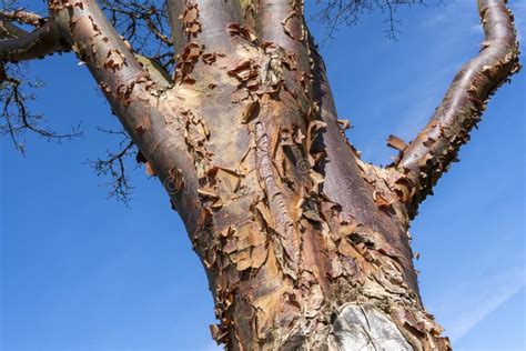 Acer Griseum - Paperbark Ahorn
